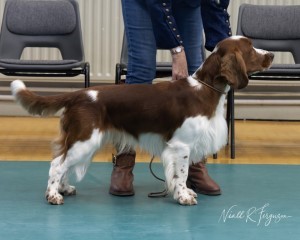 Yearling Dog